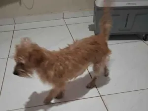 Cachorro raça SRD-ViraLata idade 7 a 11 meses nome Mel 