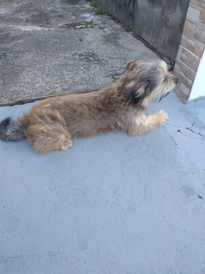 Cachorro raça Shitzu idade 2 anos nome Titã