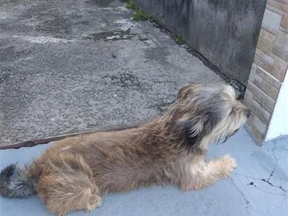 Cachorro raça Shitzu idade 2 anos nome Titã