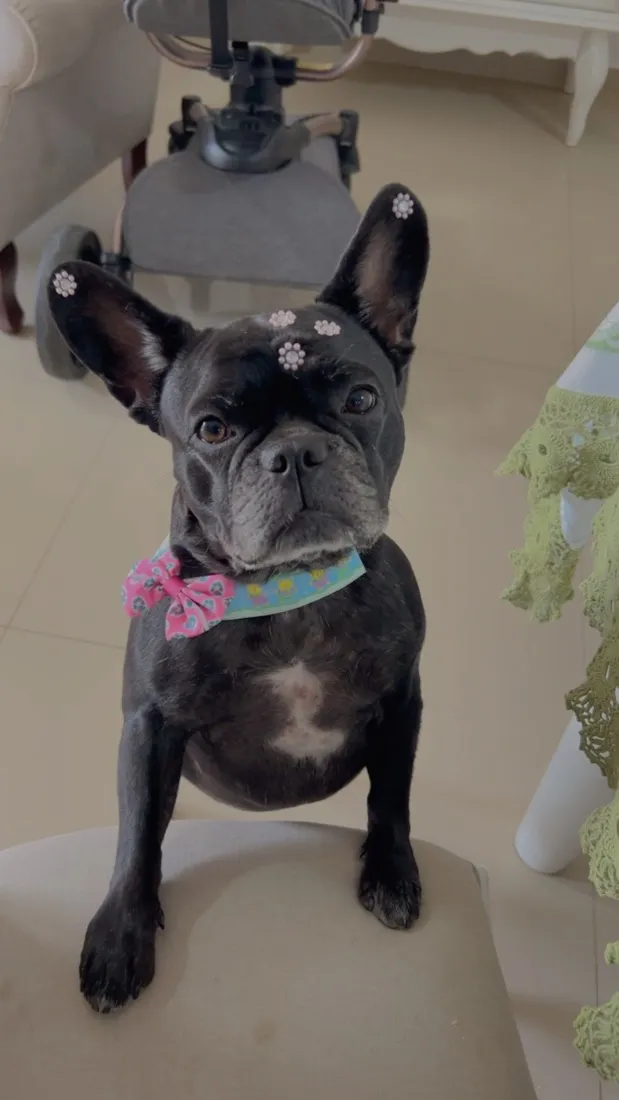 Cachorro raça  idade 6 ou mais anos nome Maya
