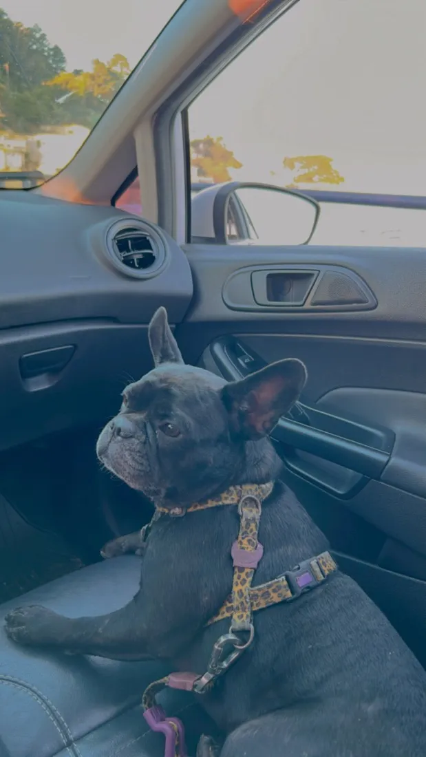 Cachorro raça  idade 6 ou mais anos nome Maya