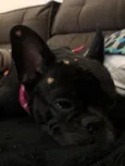 Maya