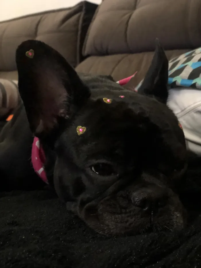 Cachorro raça  idade 6 ou mais anos nome Maya