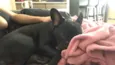 Maya