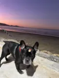 Maya
