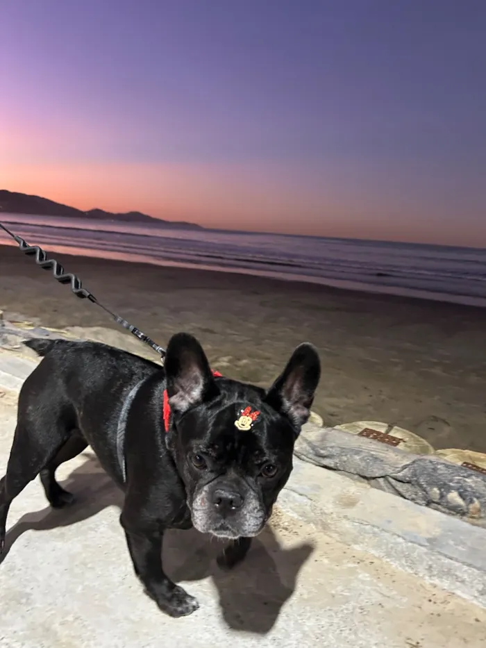 Cachorro raça  idade 6 ou mais anos nome Maya