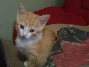 Gato raça SRD-ViraLata idade Abaixo de 2 meses nome Lili