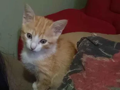Gato raça SRD-ViraLata idade Abaixo de 2 meses nome Lili