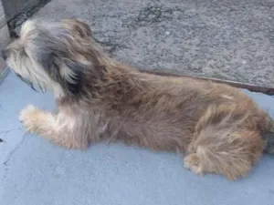 Cachorro raça Shitzu idade 2 anos nome Titã