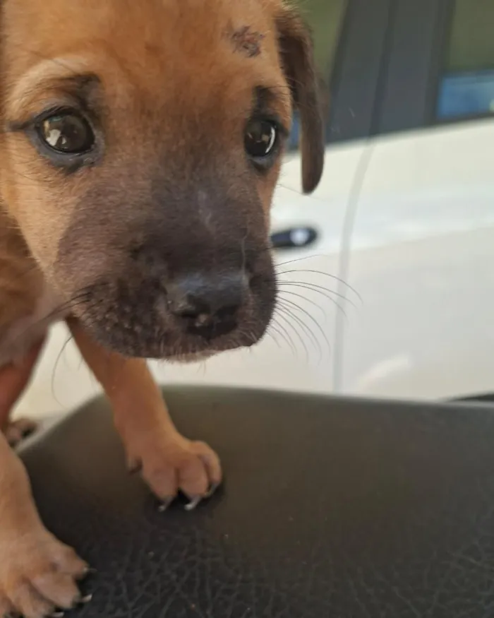 Cachorro raça SRD-ViraLata idade Abaixo de 2 meses nome nao tem 