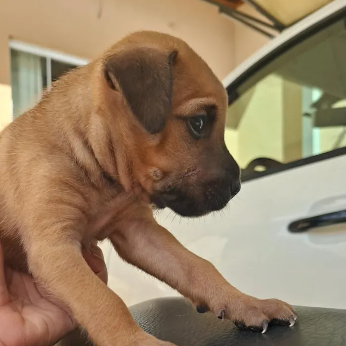 Cachorro raça SRD-ViraLata idade Abaixo de 2 meses nome nao tem 