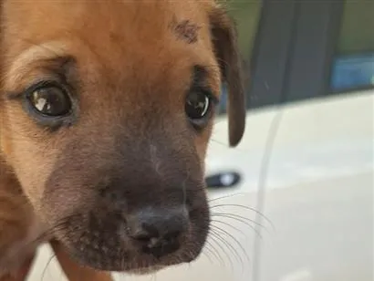 Cachorro raça SRD-ViraLata idade Abaixo de 2 meses nome nao tem 