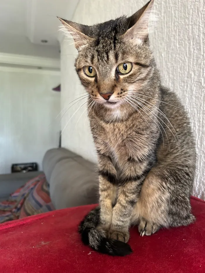 Gato raça SRD-ViraLata idade 6 ou mais anos nome Jorge