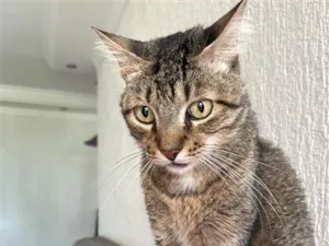 Gato raça SRD-ViraLata idade 6 ou mais anos nome Jorge