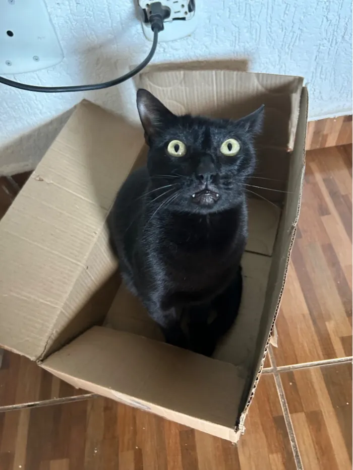 Gato raça SRD-ViraLata idade 4 anos nome Sebastian