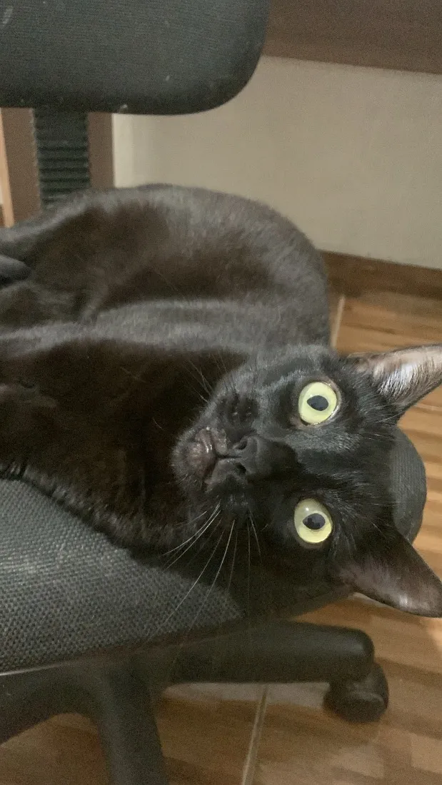 Gato raça SRD-ViraLata idade 4 anos nome Sebastian