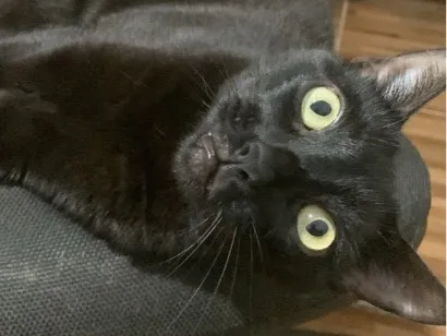 Gato raça SRD-ViraLata idade 4 anos nome Sebastian
