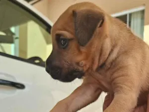 Cachorro raça SRD-ViraLata idade Abaixo de 2 meses nome nao tem 
