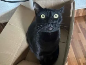 Gato raça SRD-ViraLata idade 4 anos nome Sebastian