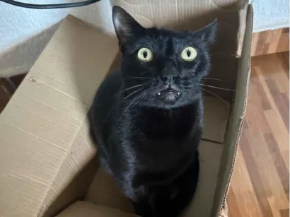 Gato raça SRD-ViraLata idade 4 anos nome Sebastian