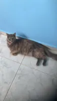Sophia