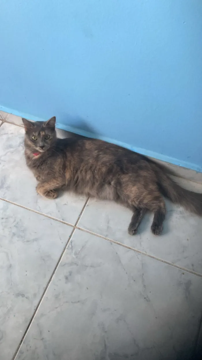 Gato raça SRD-ViraLata idade 2 anos nome Sophia