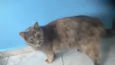 Sophia