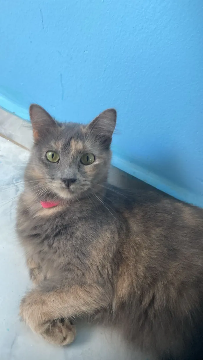 Gato raça SRD-ViraLata idade 2 anos nome Sophia