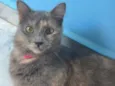 Sophia
