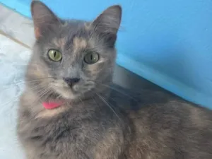 Gato raça SRD-ViraLata idade 2 anos nome Sophia