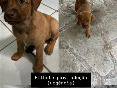 Cachorro raça SRD-ViraLata idade 2 a 6 meses nome Leon