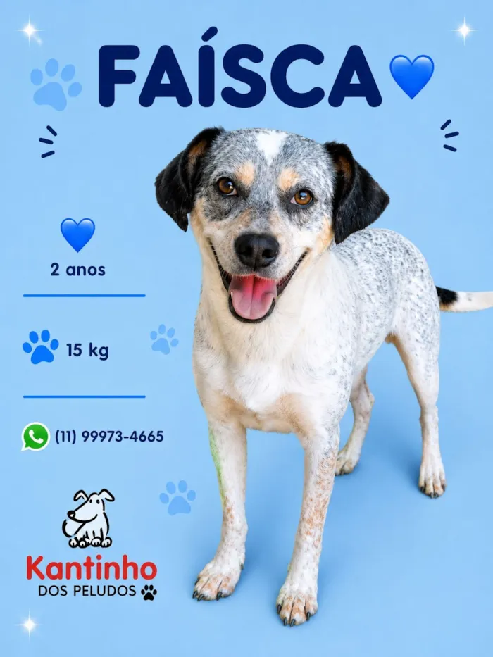 Cachorro raça SRD-ViraLata idade 2 anos nome Faísca 