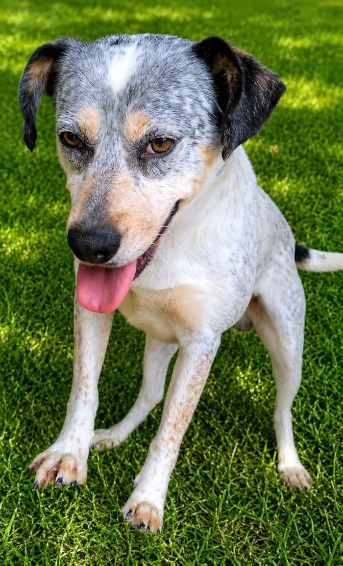 Cachorro raça SRD-ViraLata idade 2 anos nome Faísca 