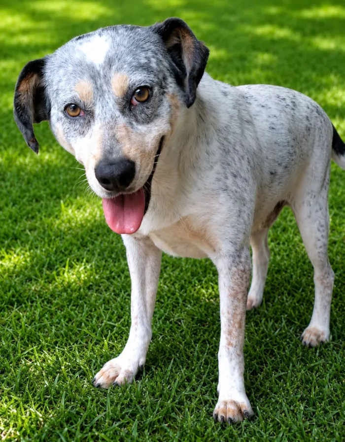 Cachorro raça SRD-ViraLata idade 2 anos nome Faísca 