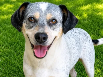 Cachorro raça SRD-ViraLata idade 2 anos nome Faísca 