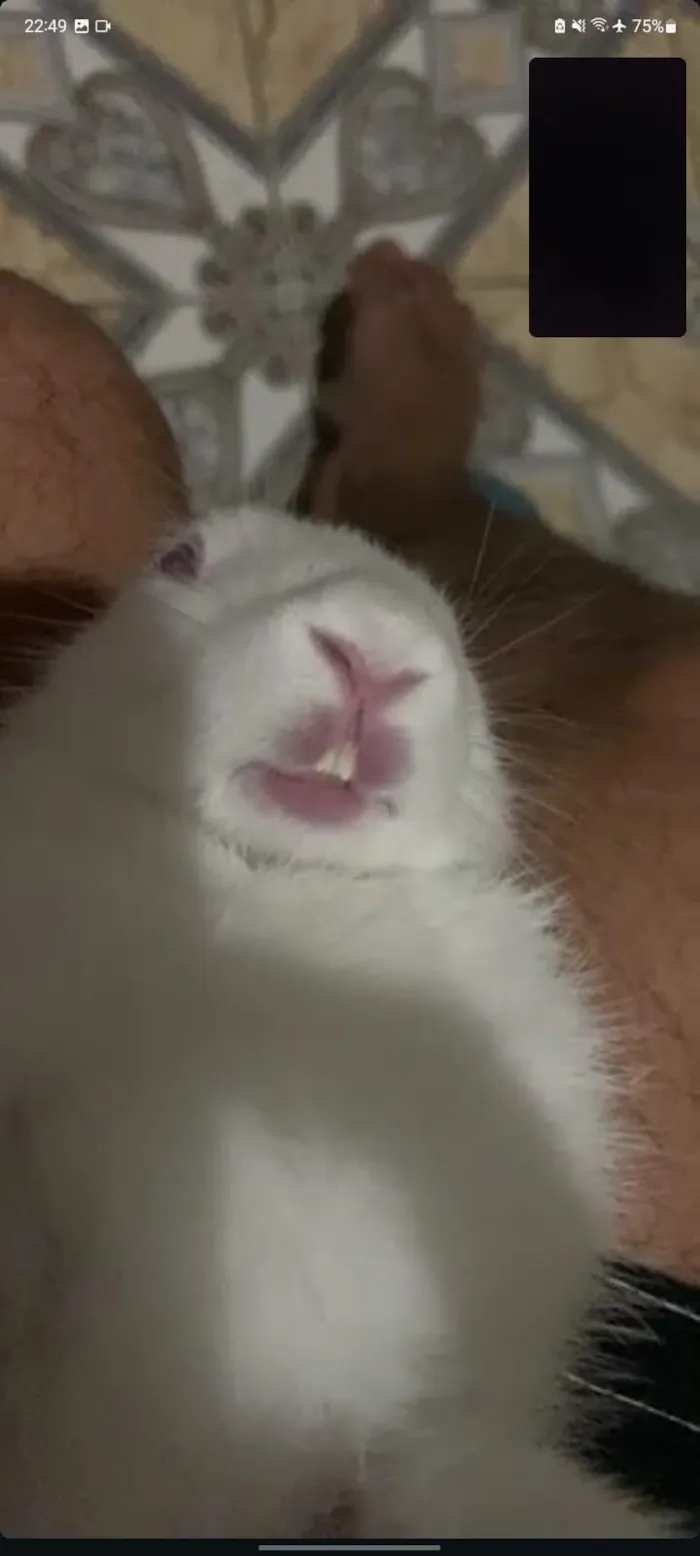 Gato raça SRD-ViraLata idade 7 a 11 meses nome Maria