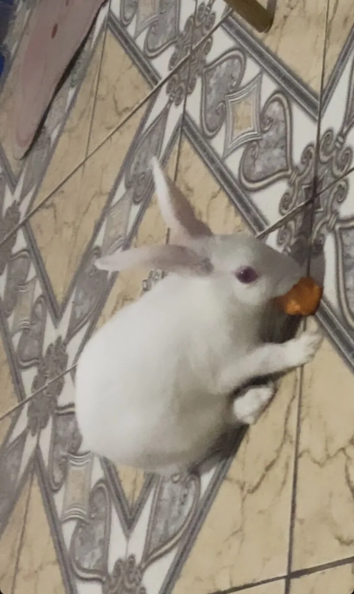 Gato raça SRD-ViraLata idade 7 a 11 meses nome Maria