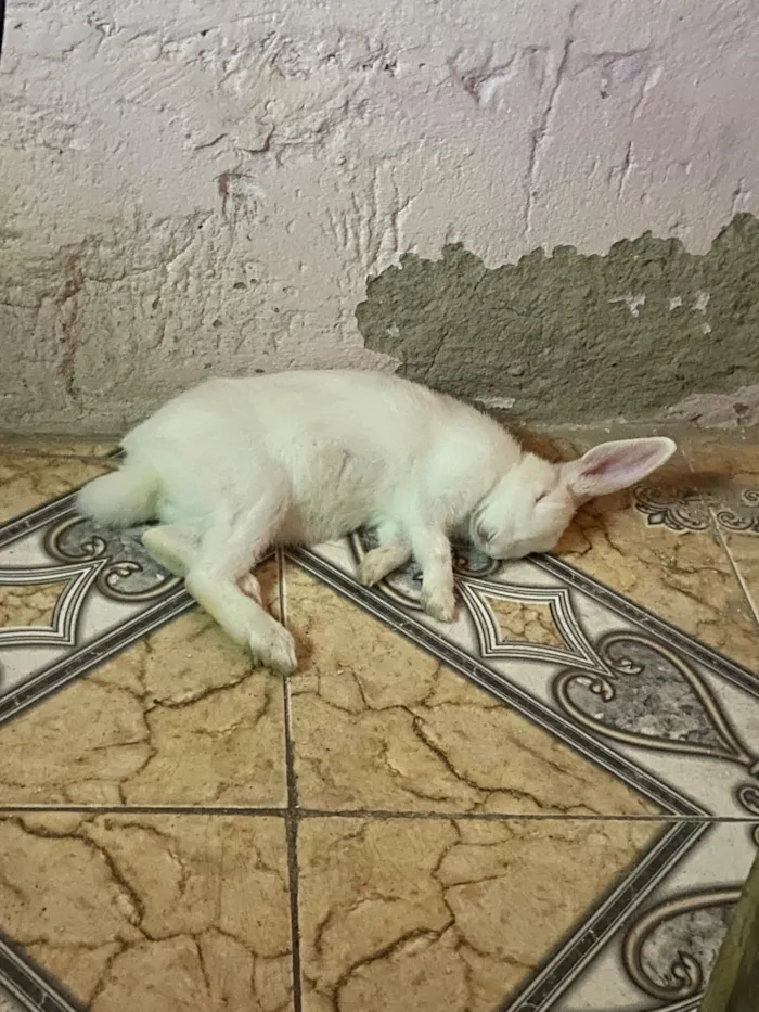 Gato raça SRD-ViraLata idade 7 a 11 meses nome Maria
