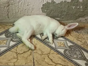 Gato raça SRD-ViraLata idade 7 a 11 meses nome Maria