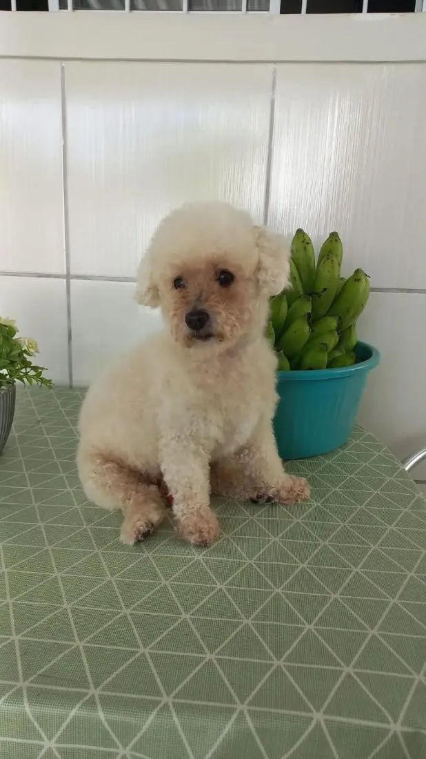 Cachorro raça Poodle idade 6 ou mais anos nome Duque