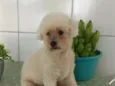 Duque