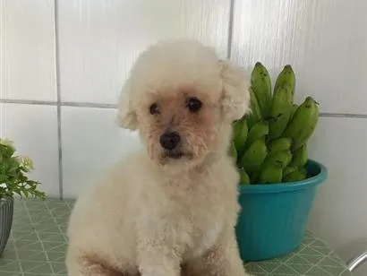 Cachorro raça Poodle idade 6 ou mais anos nome Duque