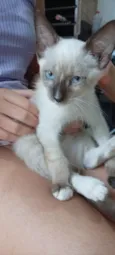 Belinha