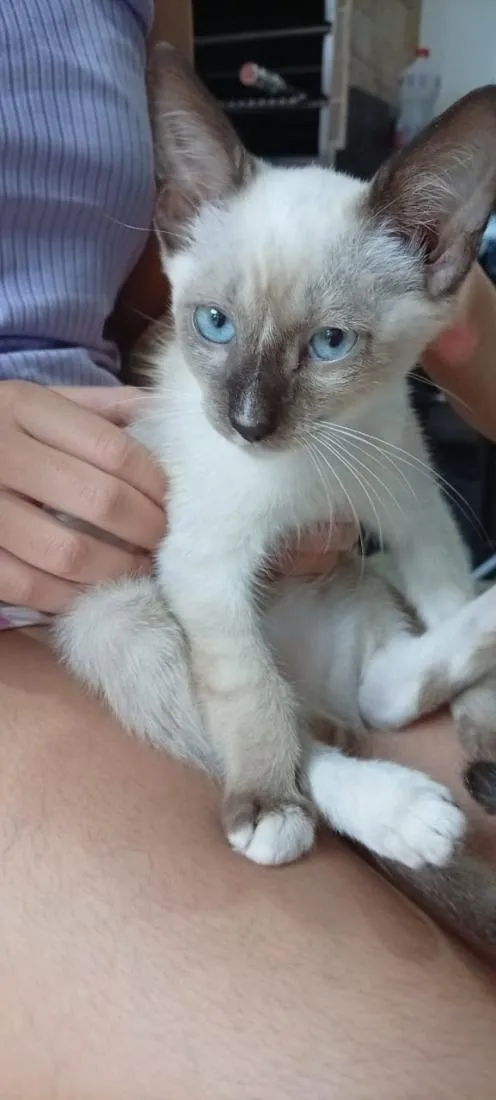Gato raça SRD-ViraLata idade 2 a 6 meses nome Belinha