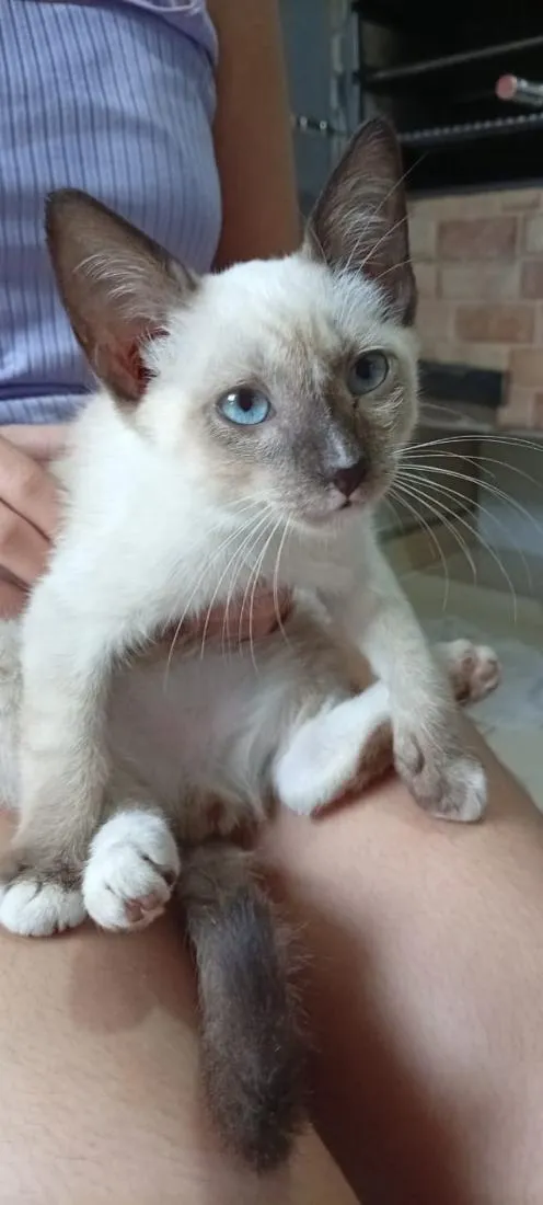 Gato raça SRD-ViraLata idade 2 a 6 meses nome Belinha
