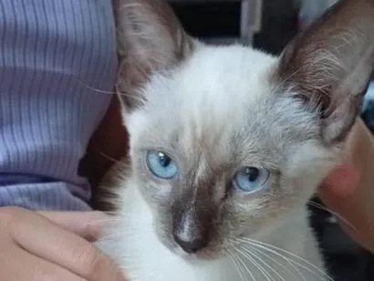 Gato raça SRD-ViraLata idade 2 a 6 meses nome Belinha