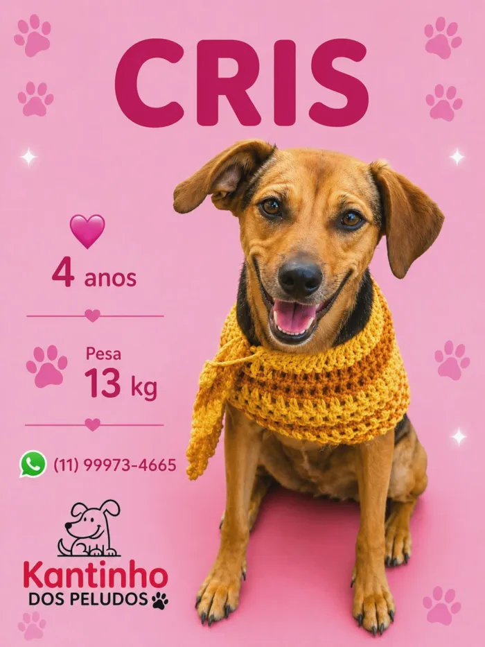 Cachorro raça SRD-ViraLata idade 4 anos nome Cris