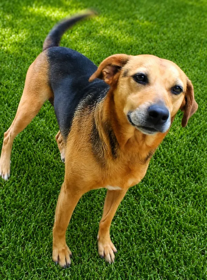 Cachorro raça SRD-ViraLata idade 4 anos nome Cris