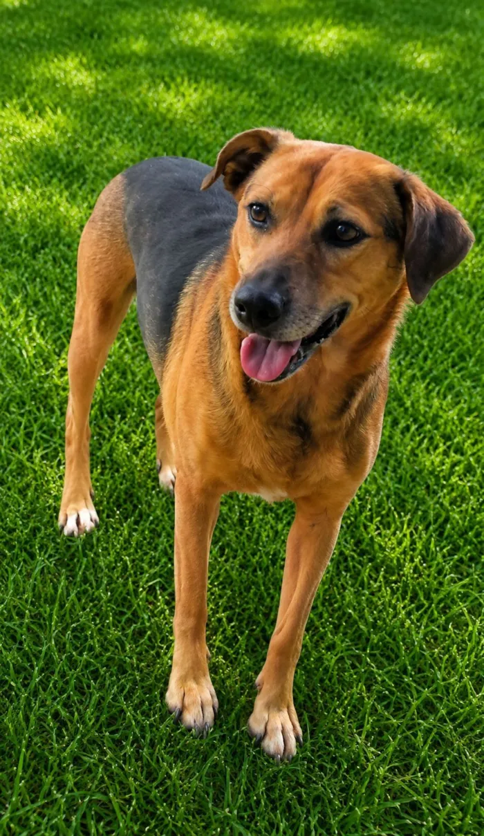 Cachorro raça SRD-ViraLata idade 4 anos nome Cris