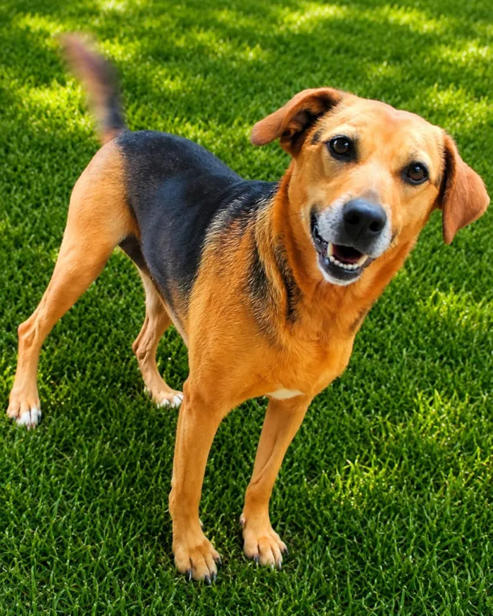 Cachorro raça SRD-ViraLata idade 4 anos nome Cris